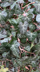 Hedera helix