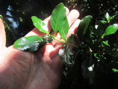 Coprosma repens x robusta