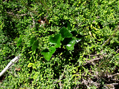 Kedrostis nana