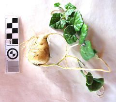 Kedrostis nana