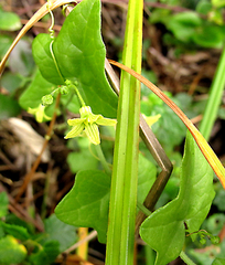 Kedrostis nana
