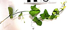 Kedrostis nana