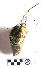 Kedrostis nana