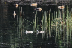 Nettapus coromandelianus