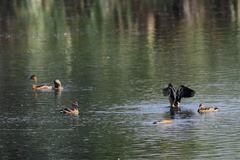 Dendrocygna javanica