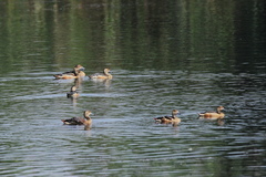 Dendrocygna javanica