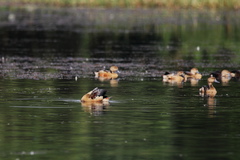 Dendrocygna javanica