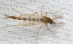 Chaoborus vagus