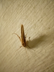 Stathmopoda skelloni