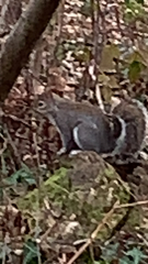 Sciurus carolinensis