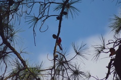 Cardinalis cardinalis