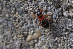 Prostemma hilgendorffi