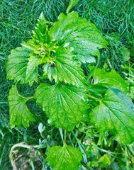 Scrophularia peregrina