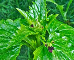 Scrophularia peregrina