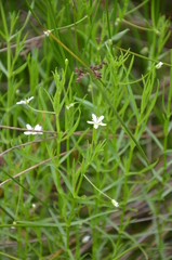 Arenaria paludicola