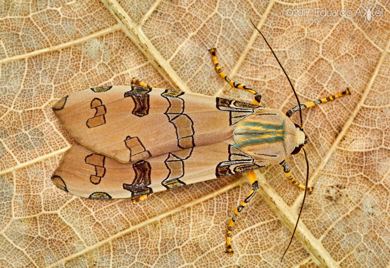 Halysidota atra