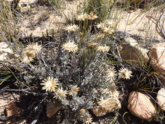 Syncarpha ferruginea
