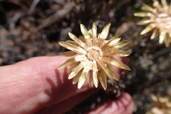 Syncarpha ferruginea