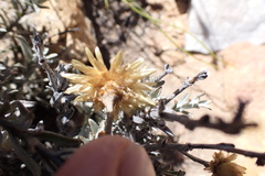 Syncarpha ferruginea
