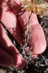 Syncarpha ferruginea