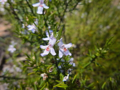 Westringia eremicola