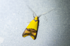 Hemibela oxyptera