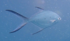 Trachinotus baillonii