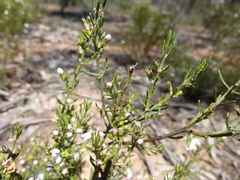 Westringia eremicola