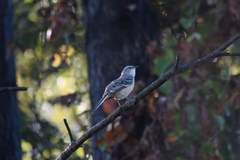 Mimus polyglottos