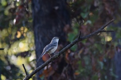 Mimus polyglottos