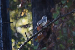 Mimus polyglottos