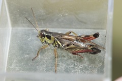 Melanoplus borealis