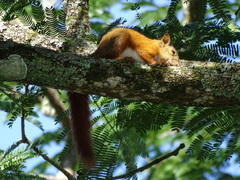 Sciurus granatensis