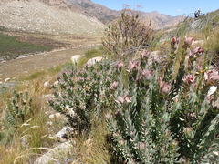 Leucadendron barkerae