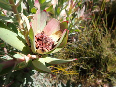 Leucadendron barkerae