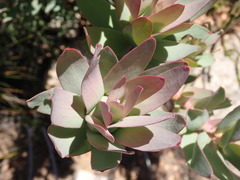Leucadendron barkerae