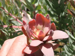 Leucadendron barkerae