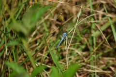 Erythemis simplicicollis