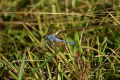 Erythemis simplicicollis