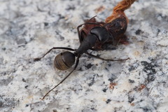 Camponotus japonicus