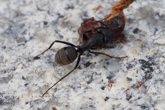 Camponotus japonicus
