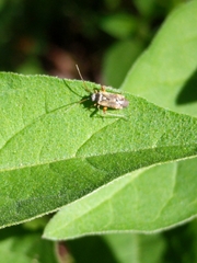 Polymerus