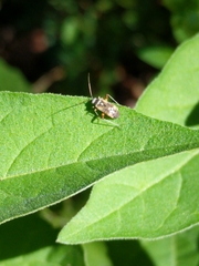Polymerus