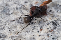 Camponotus japonicus
