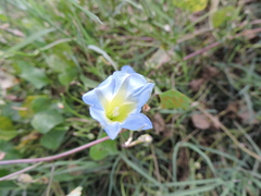 Ipomoea cardiophylla