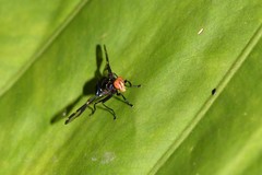 Loxoneura