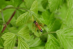 Tenthredo campestris