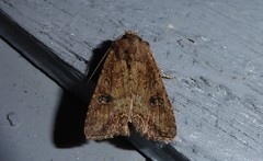 Ichneutica morosa