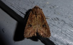 Ichneutica morosa