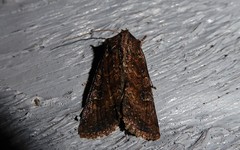 Ichneutica morosa